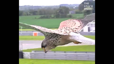 Nature at its best, this kestrel can keep its head in the same place in strong winds