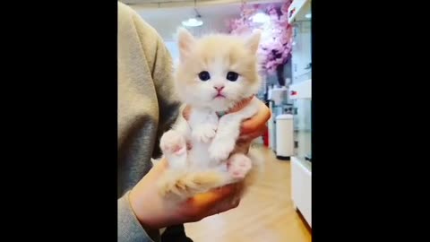 CUTEST CATS - Funny and Cute Cat Videos Compilation 2023