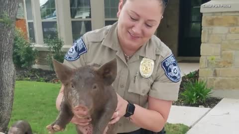 California Deputies Lure Loose Pig Home With Doritos