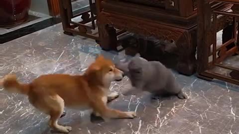 Combat entre chien et chat