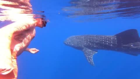 Fishing Boat Encounters Whale Shark