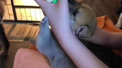 Puppy Preciously Waves Paws During Bottle Feeding
