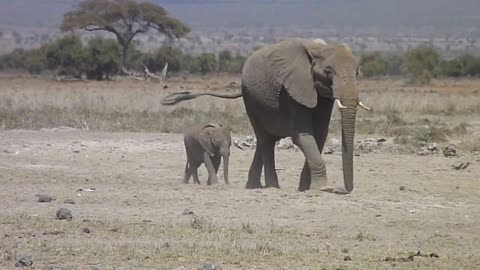 Elephants family travelling over African plains