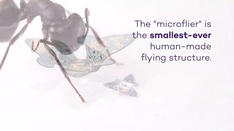 Winged microchip is smallest-ever human-made flying structure