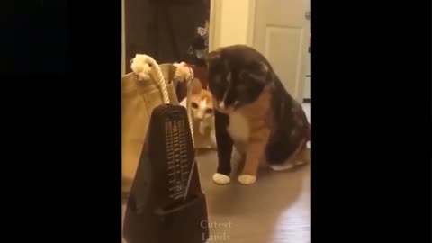 Watch These Silly Cats!