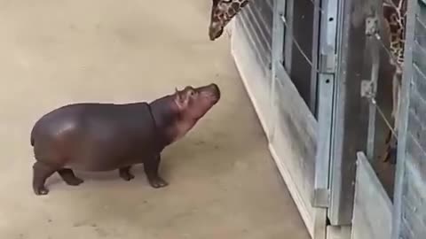 Baby Hippo Meets A Giraffe For The First Time