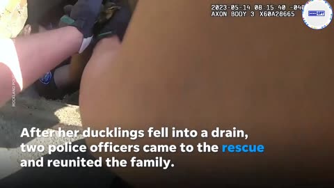 Police officers rescue ducklings from drain as anxious mother waits