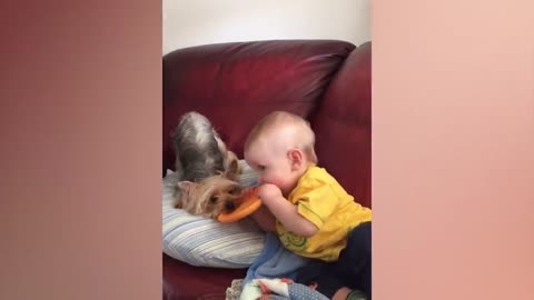 Funny Babies Playing with Dogs Compilation - Funny Baby and Pets -- Cool Peachy