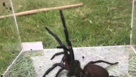 Giant Funnel Web