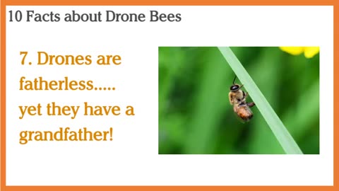 10 Facts about Drone Bees