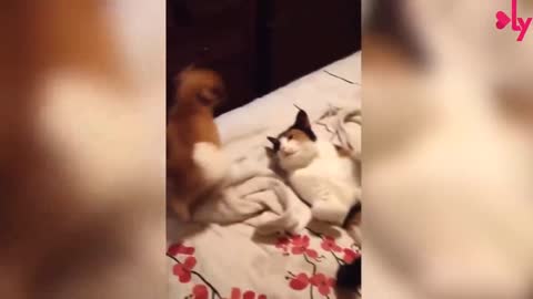 Cat and Dog Fight🤣