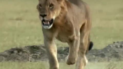 Three Adult Lions Fight Four Young Lions