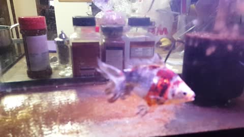 Big Calico fantail goldfish