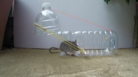 How to catch mouse through a bottle