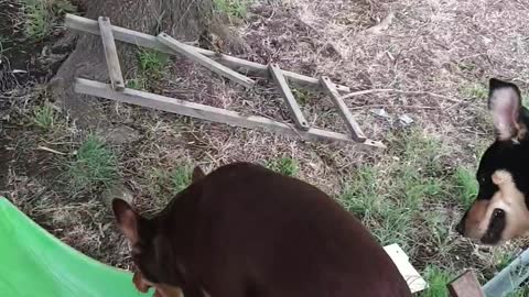 Kelpies Play on Slide