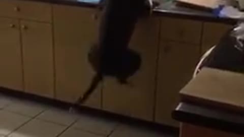 JUMPING DOGGY TRYING TO REACH THE MEAT IN THE KITCHEN.mp4