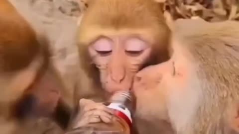 funny monkey monkey drinking wine monkey is the weirdest animal in the world🤣🤣🤣
