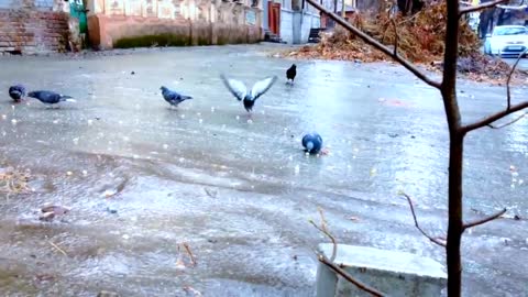 Pigeons Sliding On Ice