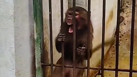 Funny 🤣 monkey vedio