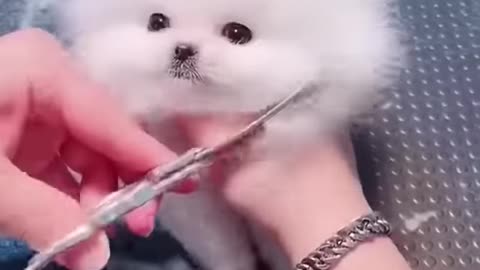 Cute Puppy Bathing and Grooming