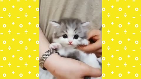 Funny And Cute Kittens Playing Together