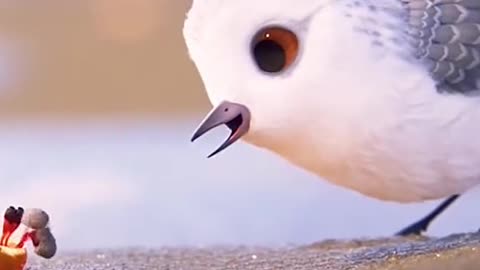 Bird So Cute