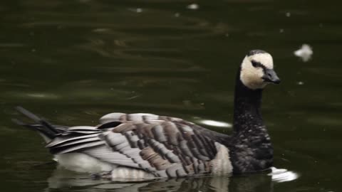 The Barnacle Goose: Close Up HD Footage (Branta leucopsis)