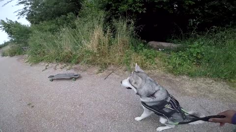 Warning* Siberian Husky Protecting Owner Caught On Video | Guard Dog Test In Action