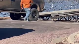Truck with Train Horn Attempts to Move Geese