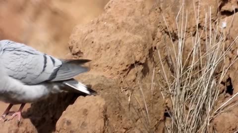rock pigeon on soil cliff