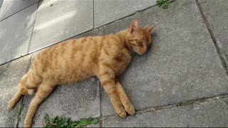 Cat sleeping on the pavement on a hot summer day