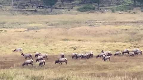 Bull Elk in the Rut Battle