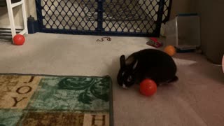 My Rabbit Jack “Binkying”
