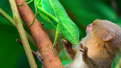 Pygmy marmoset fascinated by an insect