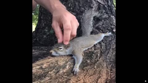 squirrel wants a massage