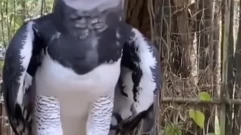 Harpy Eagle