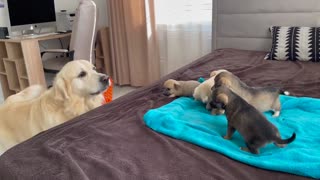 Golden Retriever Meets Puppies for the First Time