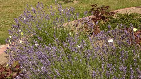 plant, field, meadow lavender, wildflower flowering plant butterflies