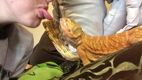 Bearded Dragon Sticks Tongue Out