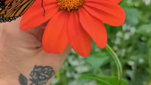 Feeding a Monarch Butterfly Honey