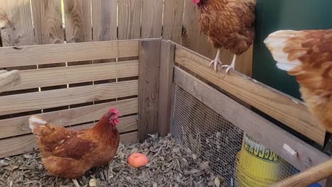 The chickens love the compost bin