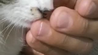 Cats funny videos