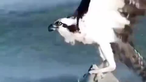 An Eagle Catch