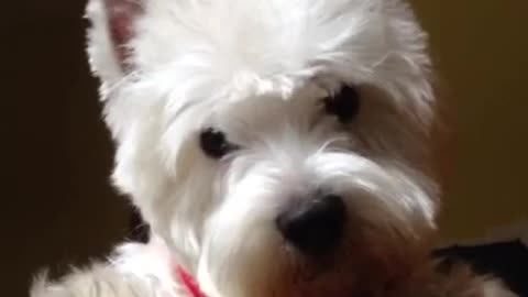 Ogi the cute Westie