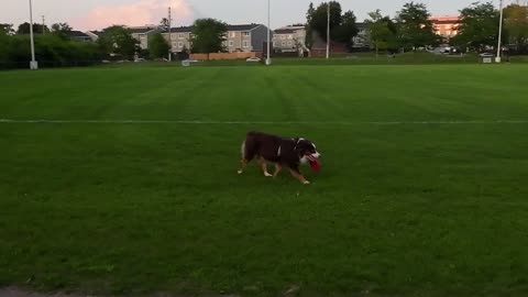 This dog loves to catch his frisbee!!!