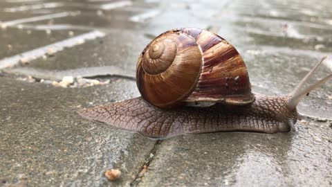 Turkey Bartin Snails Animal Reptile Beautiful