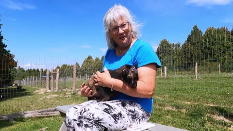 Cuddly Baby Goat Adorably Captures Woman's Heart