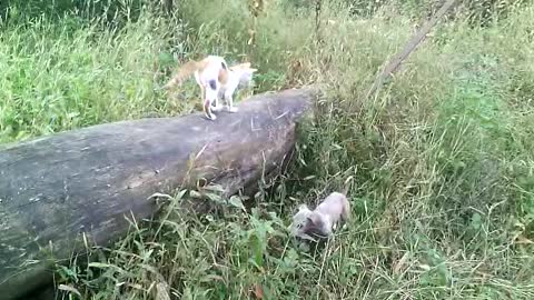funny dog catching to cat.