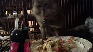 Monkey Enjoys Mexican Takeout