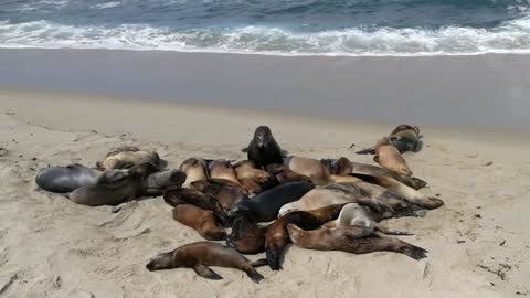 Seals and Sea lions - San Diego, California